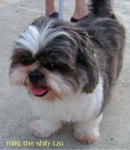 miki, the shih-tzu